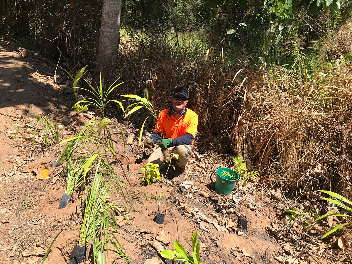 Male volunteer kneeling among recently plant palms