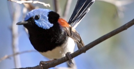 Lovely Fairy Wren