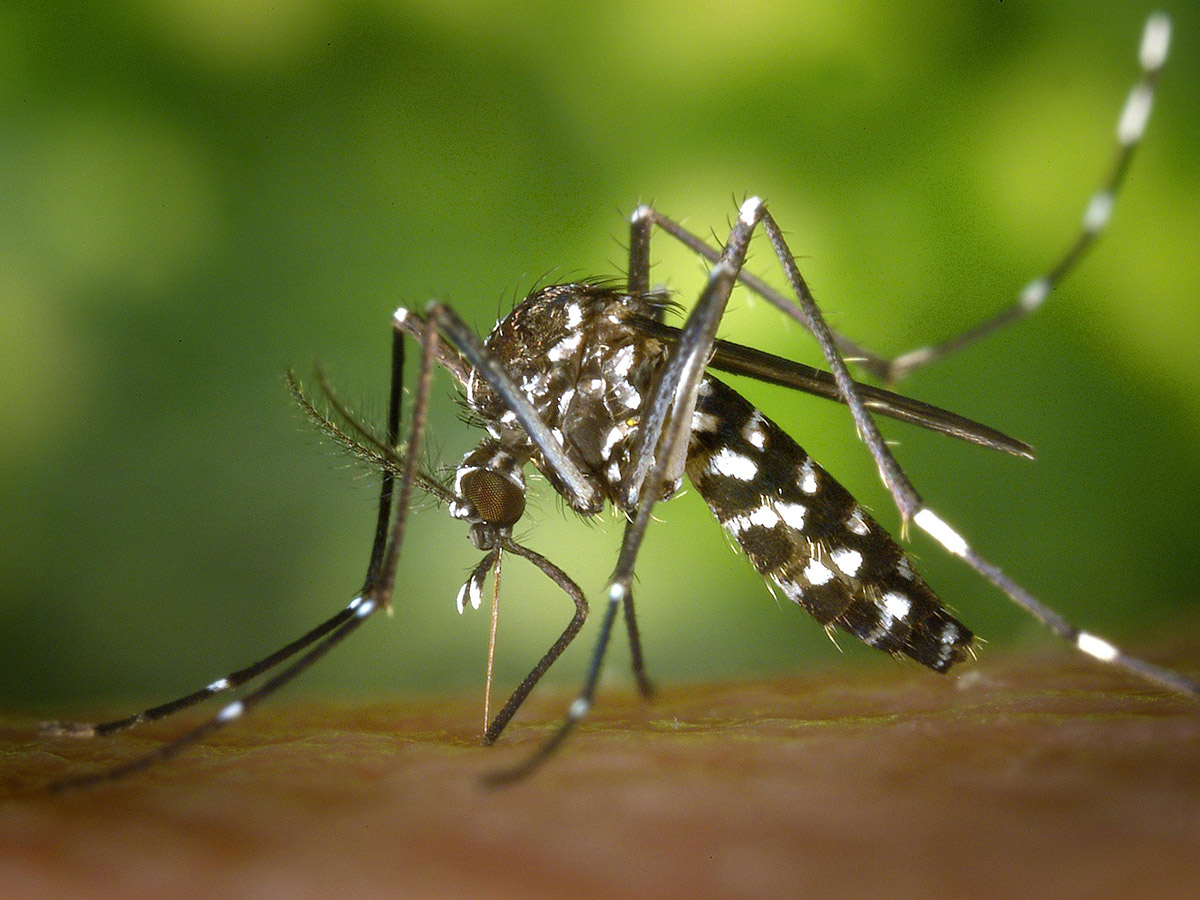 Council adopts new management plan to combat mosquitoes  image
