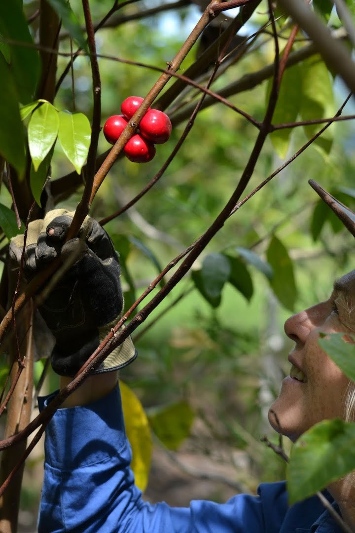 Volunteer looking at red berries on tree branch