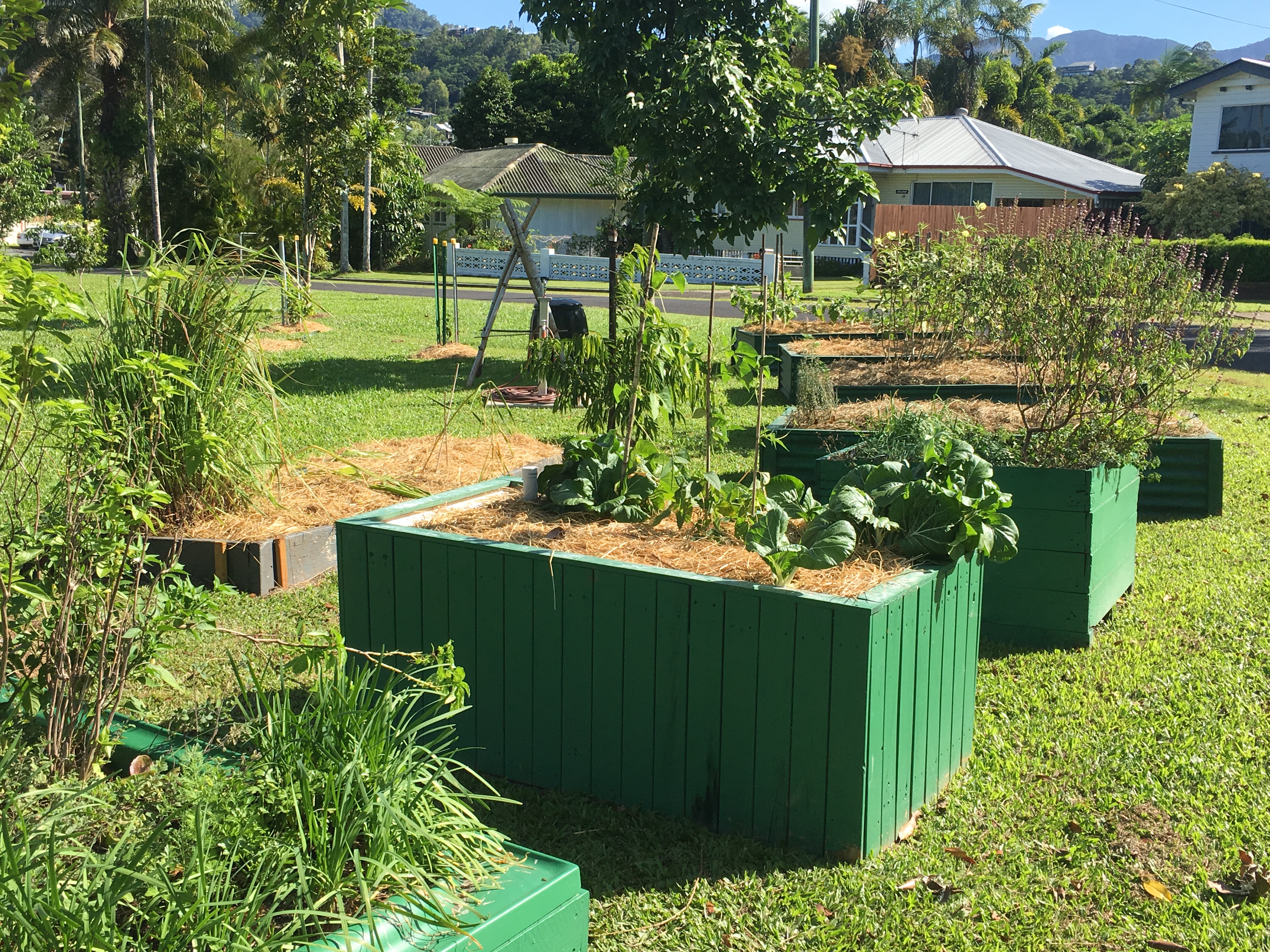 Established pocket garden wicking beds with various vegetables growing