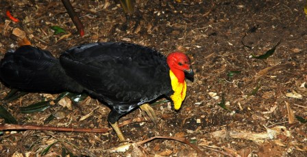 Scrub turkey